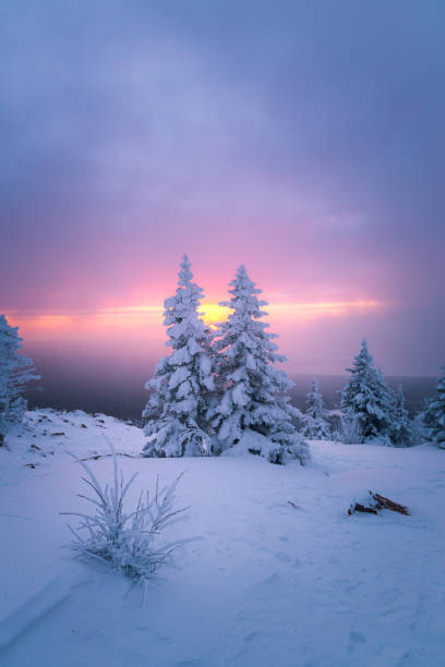 rising sun in the cloudy sky over snow-covered fir trees on a mountaintop on a winter morning. zuratkul national park. - landscape fir tree nature sunrise imagens e fotografias de stock