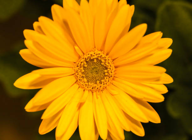 Golden yellow Barberton daisy , Frontal view . C;lose up stock photo