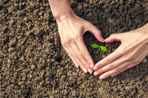 bussiness growth concept:hand caring small plant stock photo