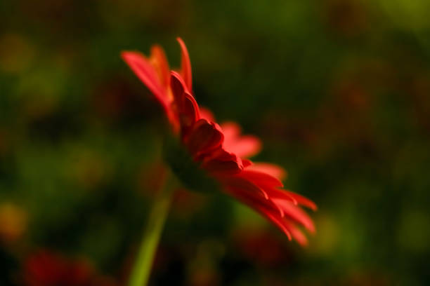 Pastel red Barberton daisy . Side view macro stock photo
