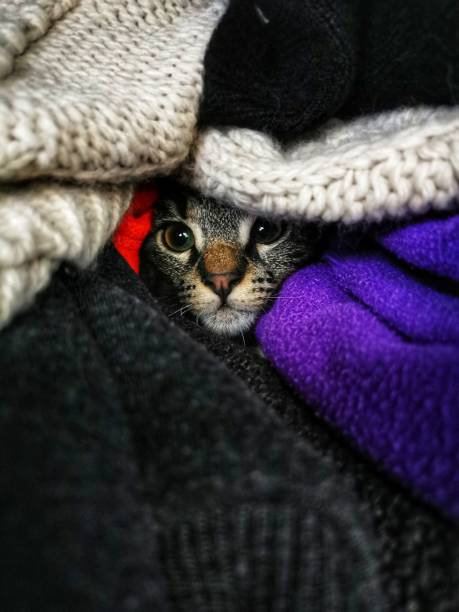 istock Game of hide and seek 1440901386