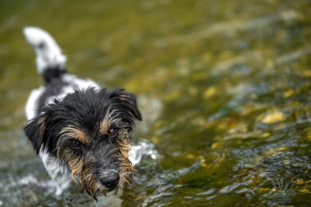 Small cute jack russell terrier dog cools off with joy in water