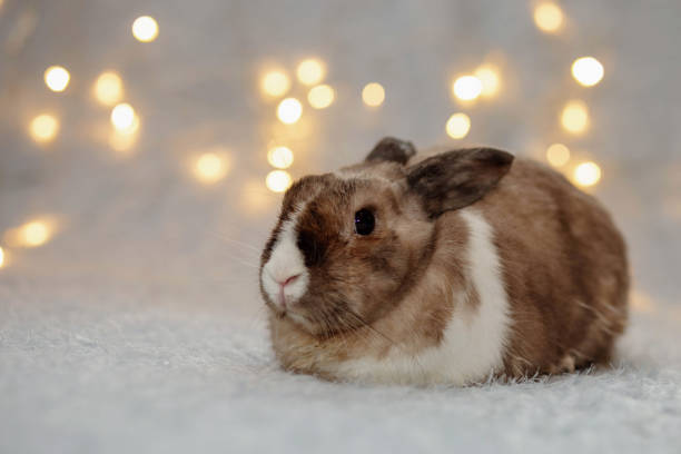 istock White and brown cute rabbit sits on a winter soft blue background with yellow bokeh 1440901833