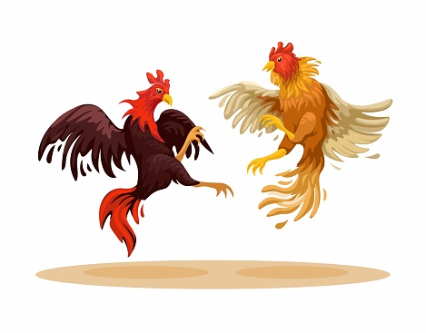 Vektor Ilustrasi Permainan Adu Ayam Tradisional Ilustrasi Stok - Unduh Gambar Sekarang - Ayam - Unggas, Perjudian, Sabung ayam - Olahraga Darah - iStock
