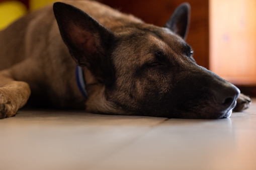 Portrait of the dog sleeping on the tiled floor. German shepherd, closeup.
