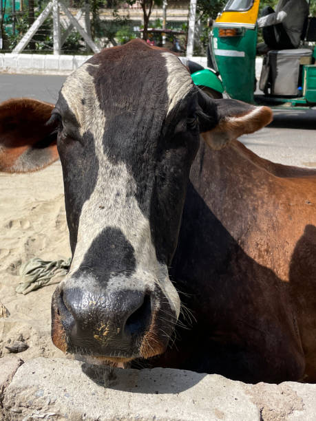 istock Close-up image of lazy wild Indian sacred cow lying on front, sunbathing on sandy road surface near brick wall, yellow and green auto rickshaw taxi cab driving past, focus on foreground 1440902009