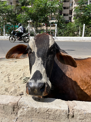 Sacred cows sleep in traffic at the side of a street in Udaipur, India
