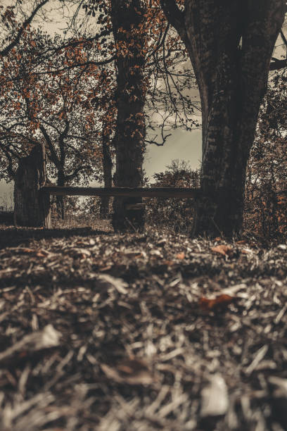 istock Wood bench in the forest 1440902939