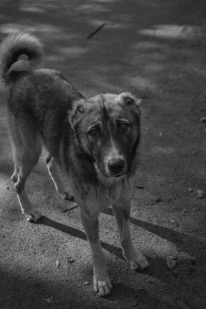 istock Street dog 1440903137