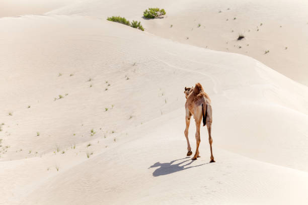 istock One middle eastern camel walking away in the desert 1440906434