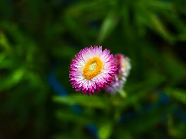 Pink flower of Xerochrysum bracteatum, commonly known as the golden everlasting or strawflower