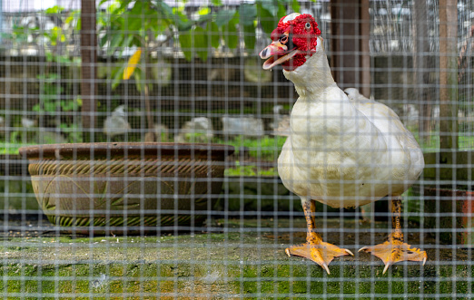 Photo of a grown up duck in its cage in a organic farm