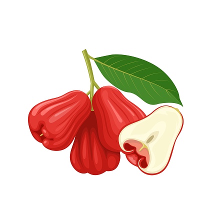 Vector illustration, rose apple fruit, scientific name Syzygium aqueum, isolated on white background.