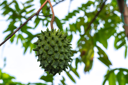 Photo of a fresh homegrown organic soursop fruit going to ripe soon hanging on its tree