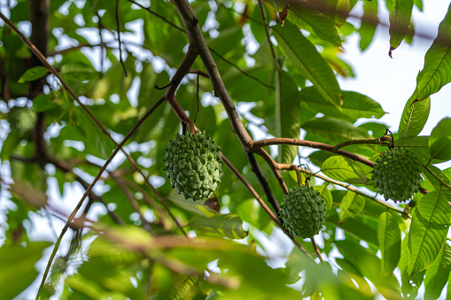 Photo of fresh homegrown organic soursop fruit going to ripe soon hanging on its tree