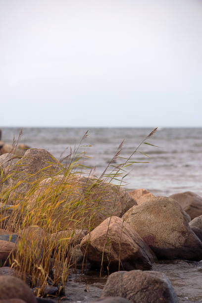 istock Reeds by the sea 1440908812