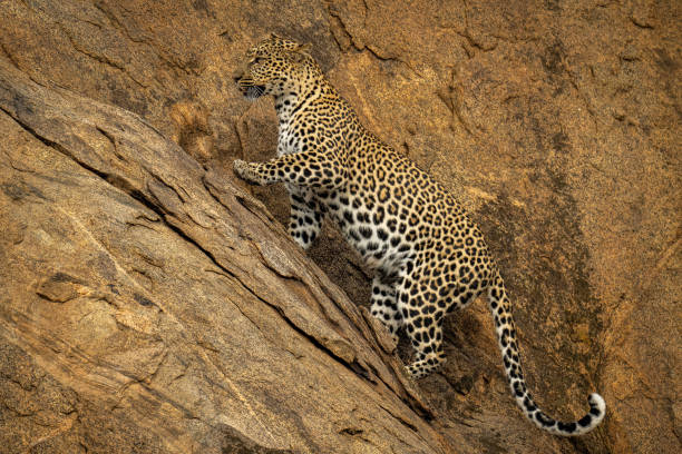 istock Leopard climbs up steep rockface lifting paw 1440913788