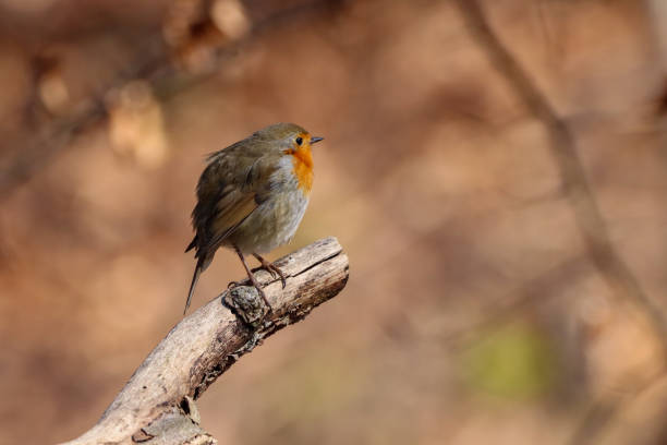 istock Rougegorge familier ( Erithacus rubecula ) 1440913789
