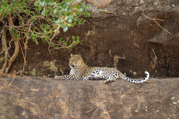 istock Leopard lies on ledge beside tangled bush 1440913818