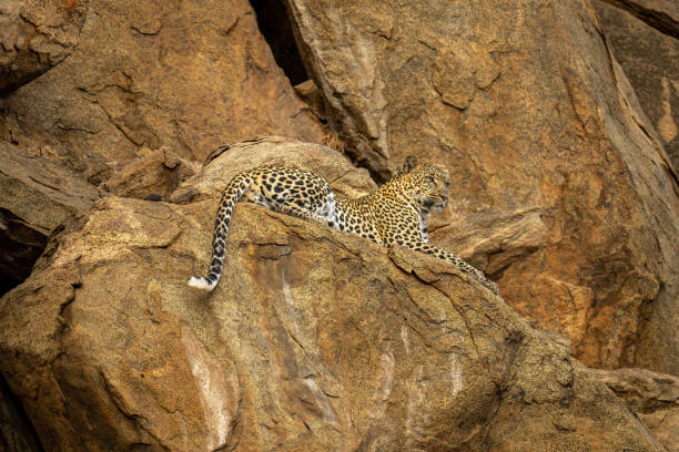 istock Leopard cub lies on rock looking ahead 1440913876