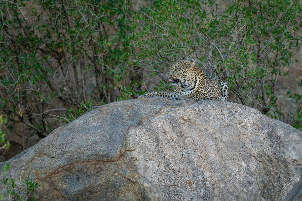 istock Leopard lies licking lips on shady rock 1440913877