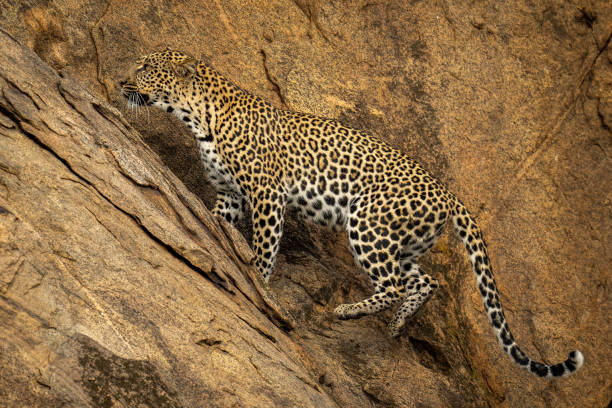 istock Leopard jumps up steep rockface lifting paws 1440913899