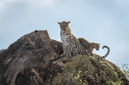 Leopard cub walks past mother on rock