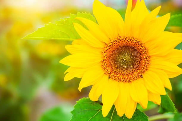 Single Sunflower stock photo