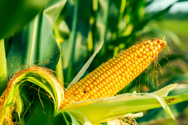 istock The corn plant in the field 1440917937