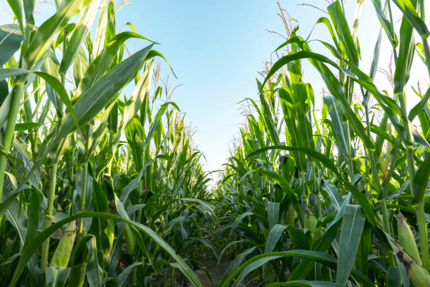 The corn plant in the field stock photo