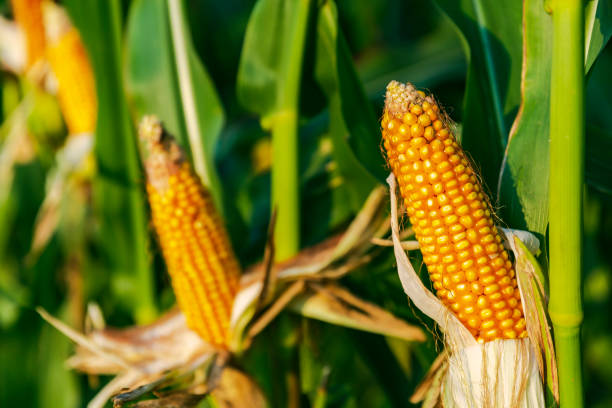 istock The corn plant in the field 1440918666