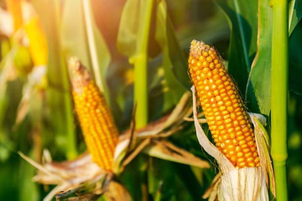 istock the close-up of corn in a row 1440918697