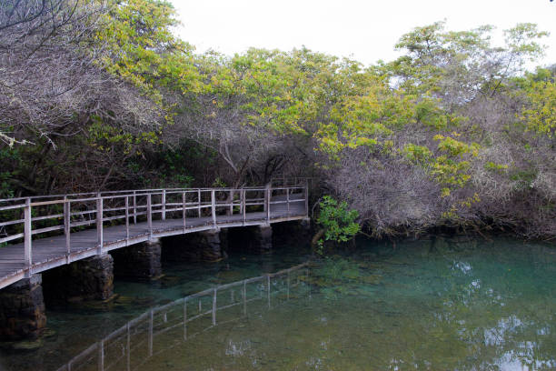 istock galapagos nature in its purest form 1440918836