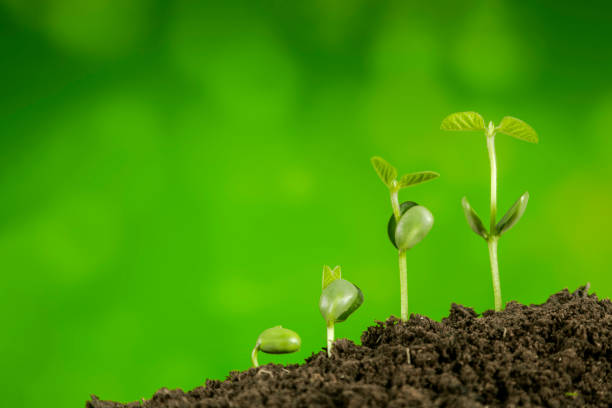 istock bussiness growth sequence:new life growing in spring 1440919057