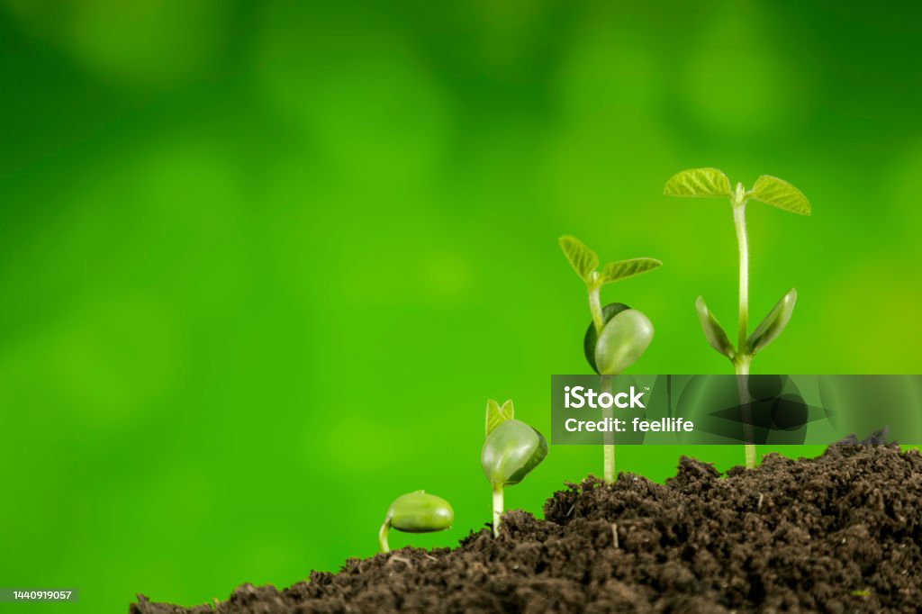 bussiness growth sequence:new life growing in spring Plant, Seedling, Graph, Leaf, Springtime,bissiness Bean Stock Photo