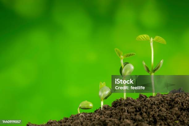 Bussiness Growth Sequencenew Life Growing In Spring Stock Photo - Download Image Now