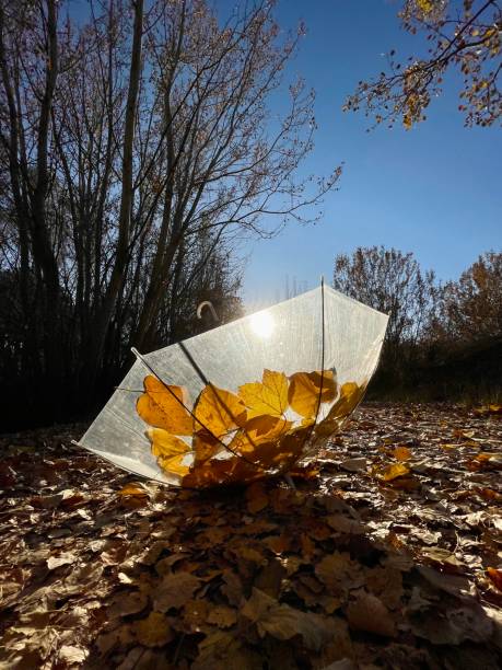 istock autumn leaves and umbrella 1440919082