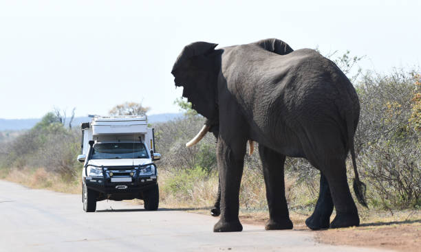 istock Elephants crossing the road  in Kruger National Park 1440919131