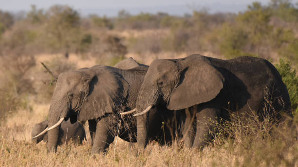 istock Elephants foraging on the savannah in Kruger National Park 1440919140