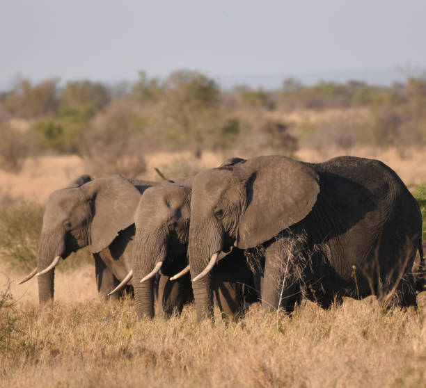 istock Elephants foraging on the savannah in Kruger National Park 1440919143