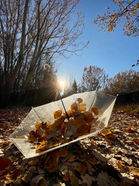 istock autumn leaves and umbrella 1440919155