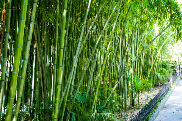 bamboo grove stock photo