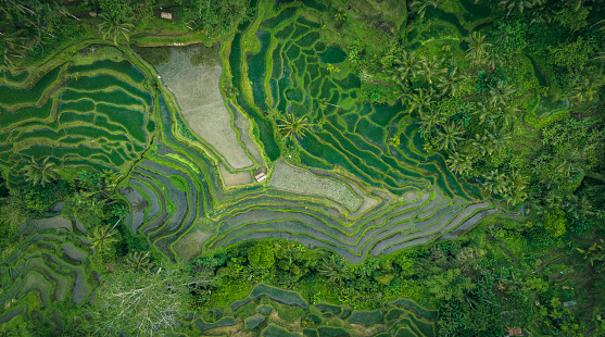 Tegallalang Rice Terrace seen from directly above after rainfall a cloudy day in Bali, Indonesia. The rice terrace is surrounded by tropical green rainforest.