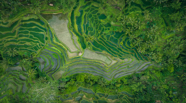 Rice Terrace in Bali seen from above stock photo