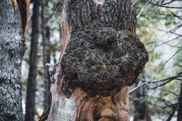 Close-up of a tree in Yosemite National Park, California, USA. Seen a day at springtime.
