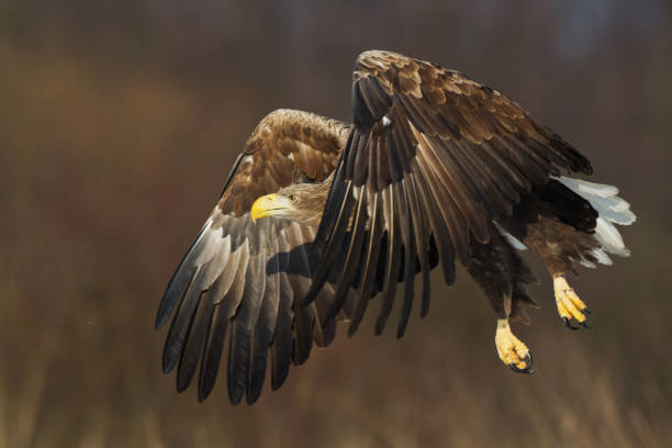 istock Majestic predator White-tailed eagle, Haliaeetus albicilla in Poland wild nature 1440923729