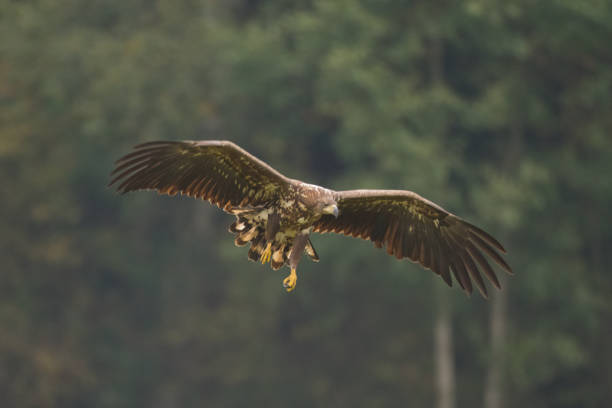 istock Majestic predator White-tailed eagle, Haliaeetus albicilla in Poland wild nature 1440923730