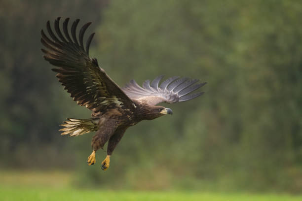 istock Majestic predator White-tailed eagle, Haliaeetus albicilla in Poland wild nature 1440923731