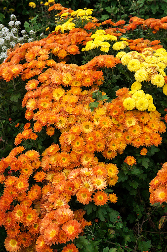 Orange chrysanthemums next to the stone path in the yard