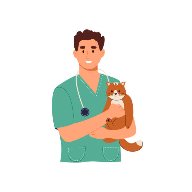 uśmiechnięty lekarz weterynarii trzymający kota - veterinary medicine illustrations stock illustrations